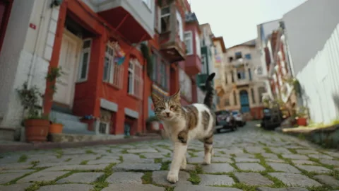 Cat roaming the empty street in historical Balat area, Istanbul Turkey Stock Footage 218374261