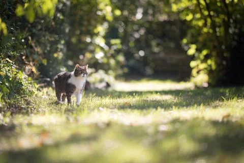 Cat roaming in sunny green garden Stock Photos