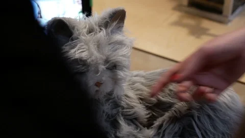 Cat Robot moving autonomously and interacting with human at Exhibition Stock-Footage 116685897
