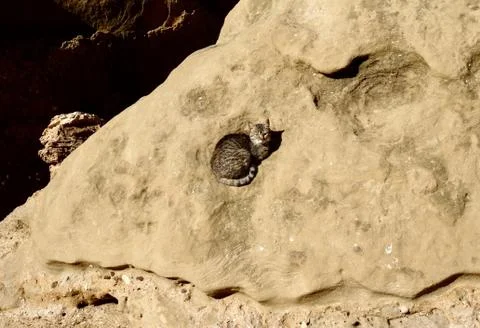 Cat on a rock 库存照片