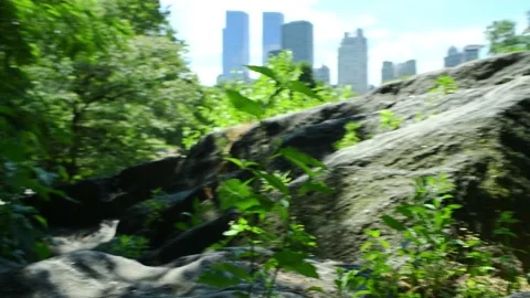 Cat Rock Vegetation Stock Footage 133298885