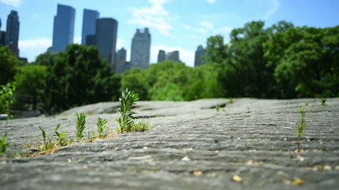 Cat Rock Vegetation Stock Footage 133298894