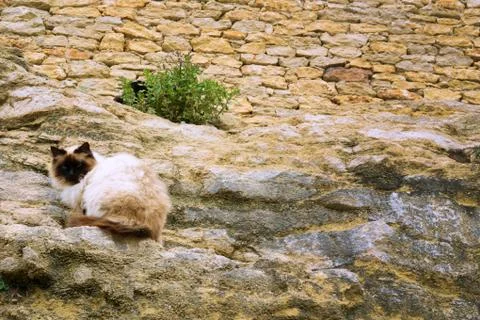 Cat on the rock wall Stock Photos