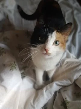 Cat Rocket 스톡 사진