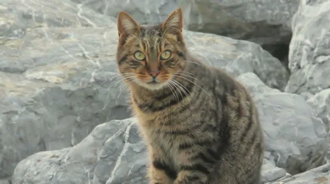 Cat On Rocks Stock-Footage 34289039