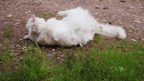 The cat on the rocks is lying on its back Stock Footage 145661319