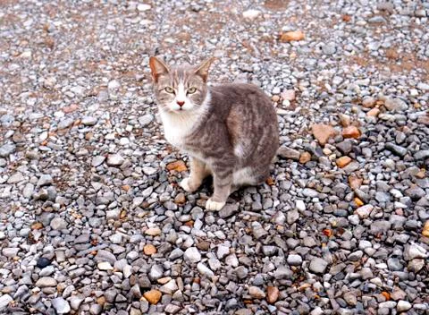 Cat on the rocks Stock Photos