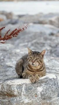 Cat on the rocks Stock Photos