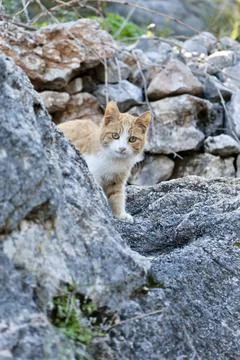 Cat rocky environment Foto stock