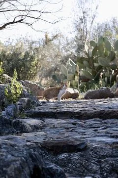 Cat rocky path Stock Photos