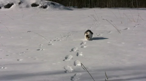 Cat roll around in the snow Stock Footage 648875