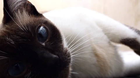 Cat rolling into and out of video frame, face and blue eyes closeup Video stock 76806047