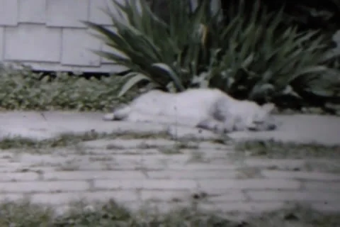 Cat Rolling Around Stock Footage 24671079