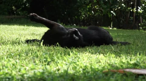 Cat rolling around in the grass Vídeos de archivo 41685525