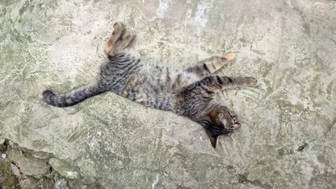 A cat rolling around leisurely on the floor, 4kvidei Stock Footage 158725913