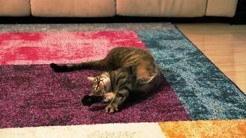The cat rolling on the carpet Stock-Footage 217657032