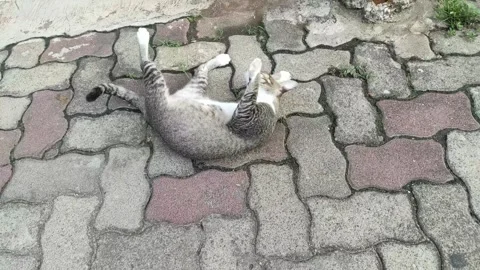 Cat rolling on the concrete Stock Footage 262625396