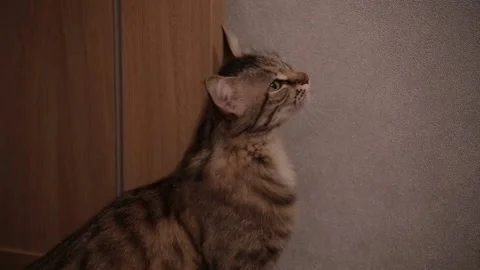 Cat rolling on floor want cat sex estrus pairing oestrus estrum mate. Stock Footage 86334232