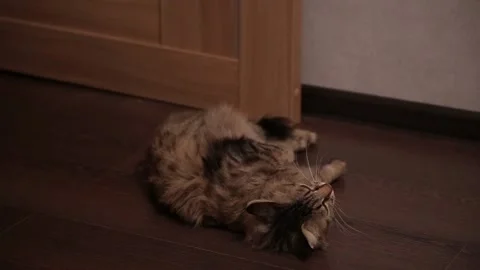 Cat rolling on floor want cat sex estrus pairing oestrus estrum mate. Stock Footage 86334238