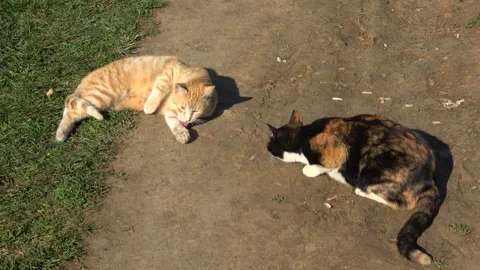 Cat rolling on the ground and licking itself in front of the other cat Stock Footage 279645938