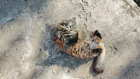 Cat Rolling Joyfully in Sunlit Ground Stock Footage 312475780