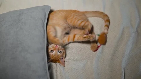 A cat rolls and interacts with a toy on a couch. The orange cat appears to enjoy Vidéo 344675124