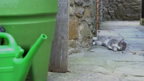 Cat rolls around outside 库存影片 150981113