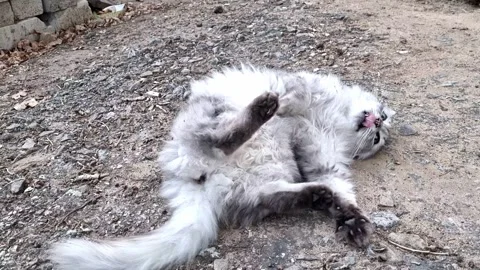 The Cat Rolls On The Ground Stock Footage 253774593