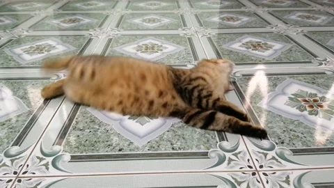 A cat rolls over on its back Stock Footage 170614006