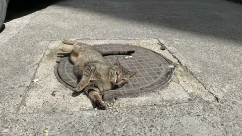 The cat rolls over on the sidewalk Stock Footage 162111174