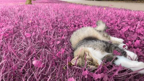 Cat rolls relaxed on a pink meadow Stock Footage 248363655