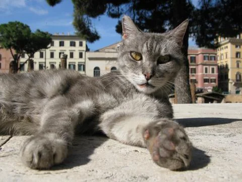 Cat in Rome Stock-Fotos