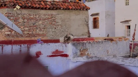 Cat on Rooftop in Chefchaouen, Morocco Video stock 76846568