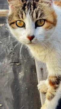 Cat rooftop view Stock Photos