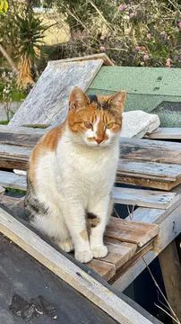 Cat rooftop view Stock Photos