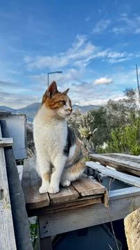 Cat rooftop view Stock Photos
