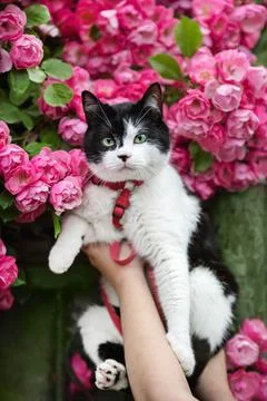 Cat in the rose Stock Photos
