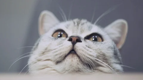 Cat rotate head Stock-Footage 88430360