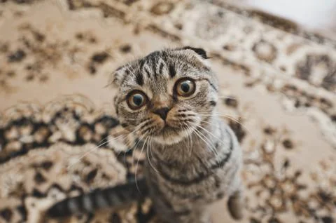 Cat with a round face looks into the frame 6256. Stock Photos