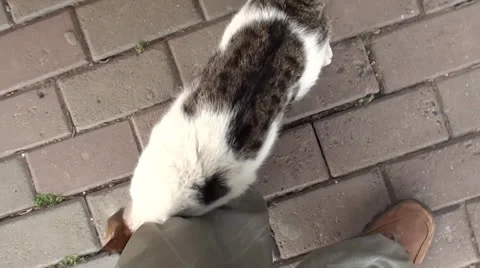 Cat rubbing against legs Stock Footage 24683778