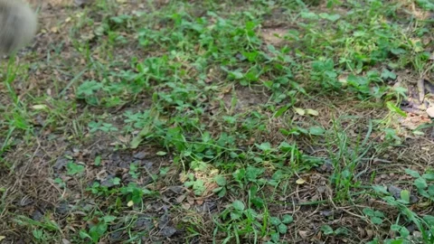 Cat rubbing a young man human rub close-up outdoor park Stock Footage 162582820