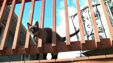 Cat Rubs Up Against Railing Stockbeeldmateriaal 12575909