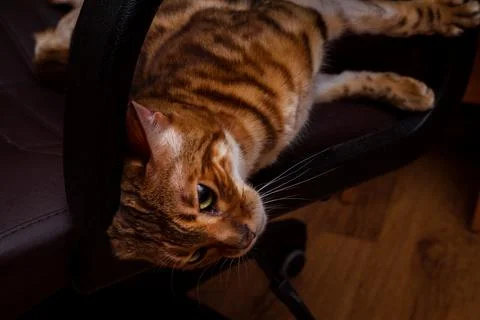 Cat rubs Stock Photos