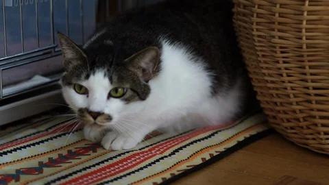 Cat on rug Stock Footage 121946996
