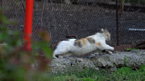 Cat Runaway Stock Footage 151058242
