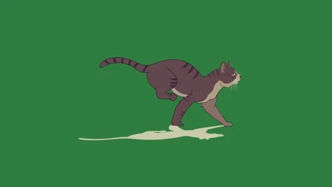 A cat running across green screen and black walking dog on is white jumping in Видео 335090591