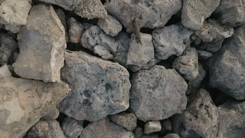 Cat Running Across Rocks Vídeos de archivo 117838329