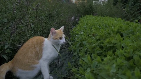 Cat running in garden Stock Footage 108735960