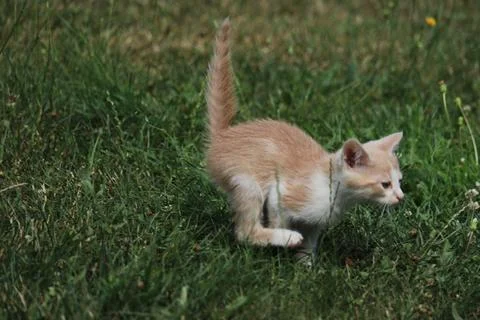 A cat running in the grass Stock Photos