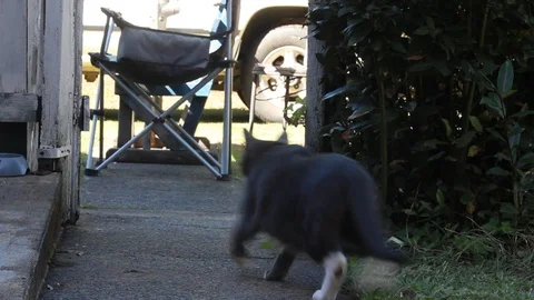 Cat Running ready to pounce Stock Footage 128350023